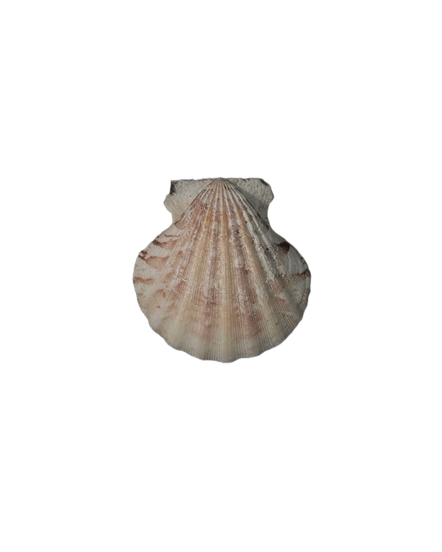 NATURE/Моно сережка мушля product image